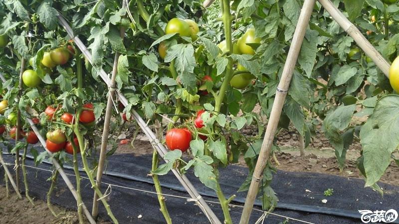 2015年秋第十届广州市蔬菜新品种展示推广会广州惠研种苗金刚2号番茄
