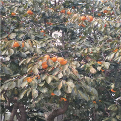 新闻 上海大秋甜柿子树苗 产品及报价