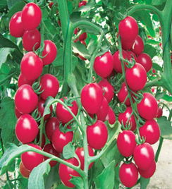 供应粉双赢 番茄种子,山东寿光三元泽农种苗公司, 中国蔬菜网产品库